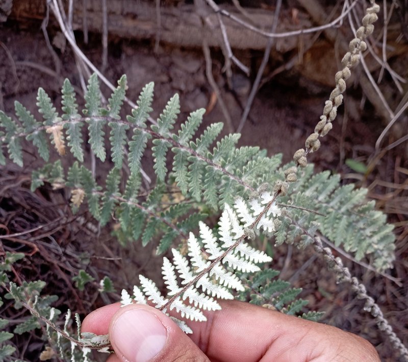 Golden Lipfern photo 6