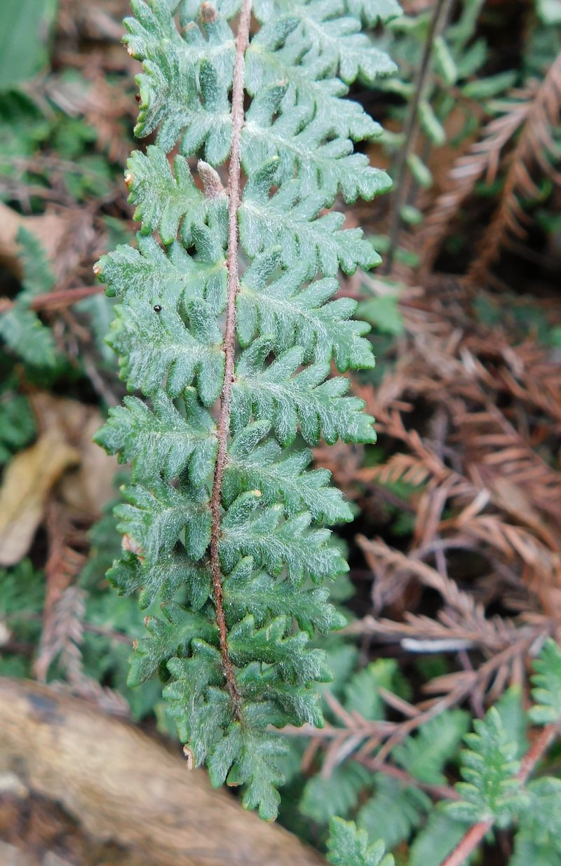 Golden Lipfern photo 7