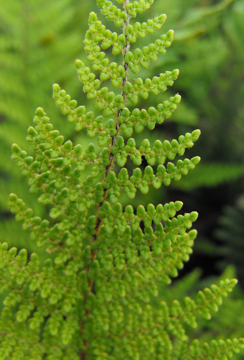 Cleveland's Lipfern photo 2