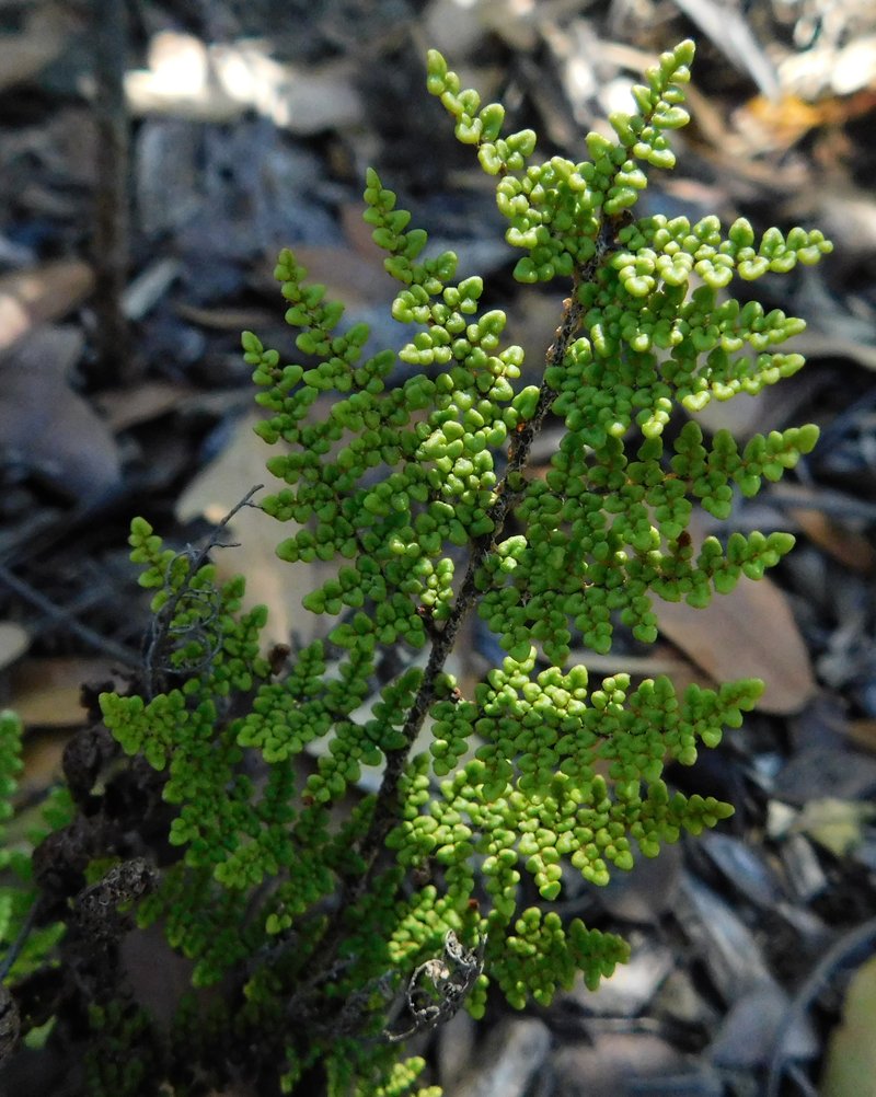 Cleveland's Lipfern photo 3