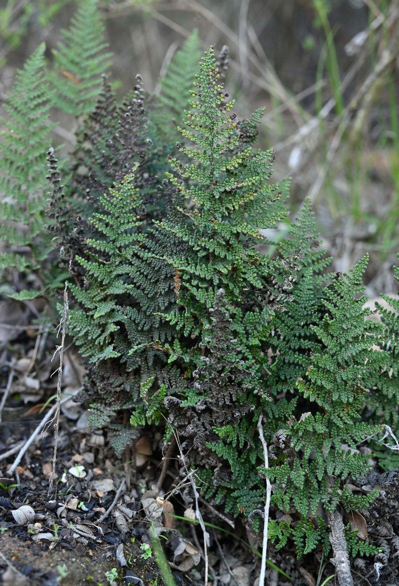 Cleveland's Lipfern photo 4