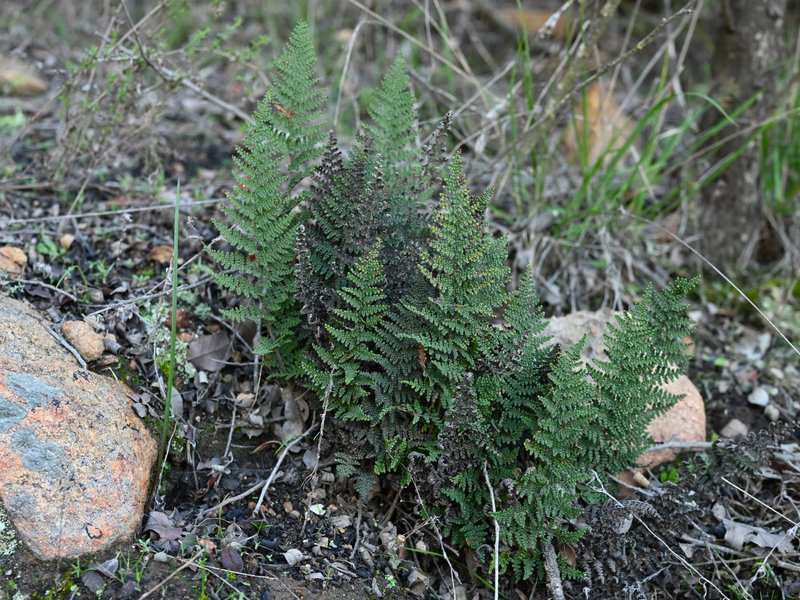 Cleveland's Lipfern photo 5