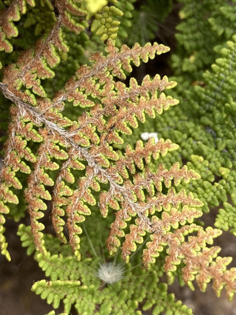 Cleveland's Lipfern photo 6