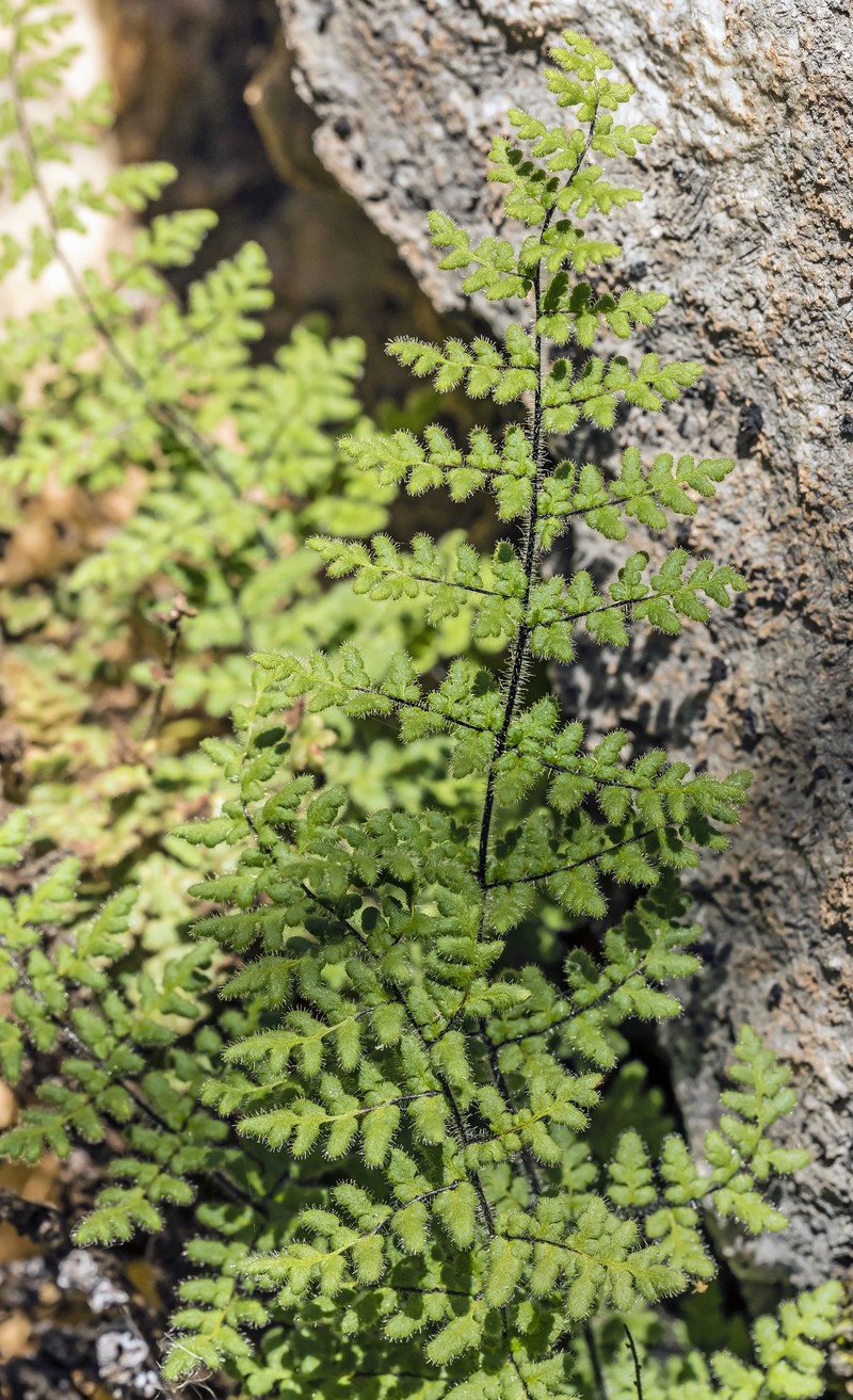 Cooper's Lipfern
