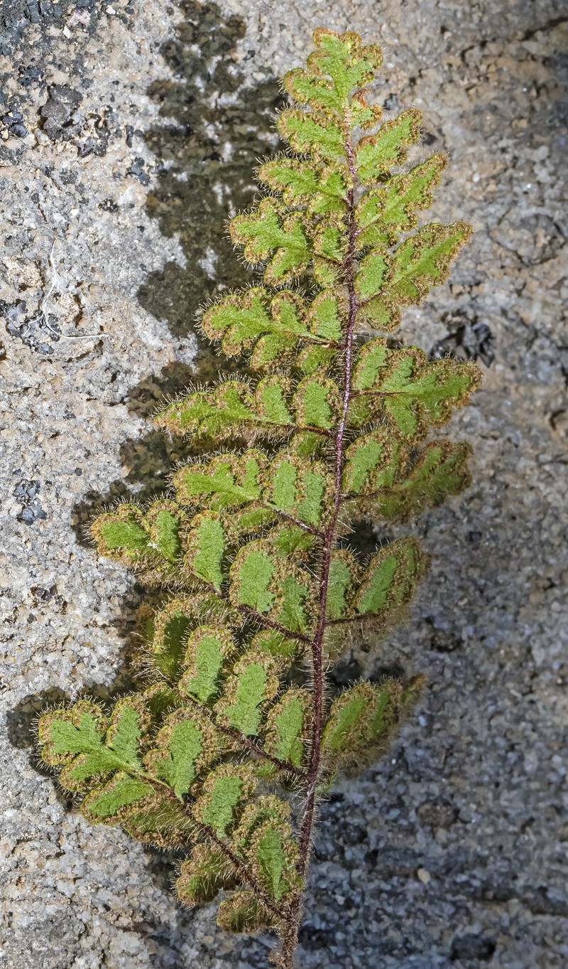 Cooper's Lipfern photo 2