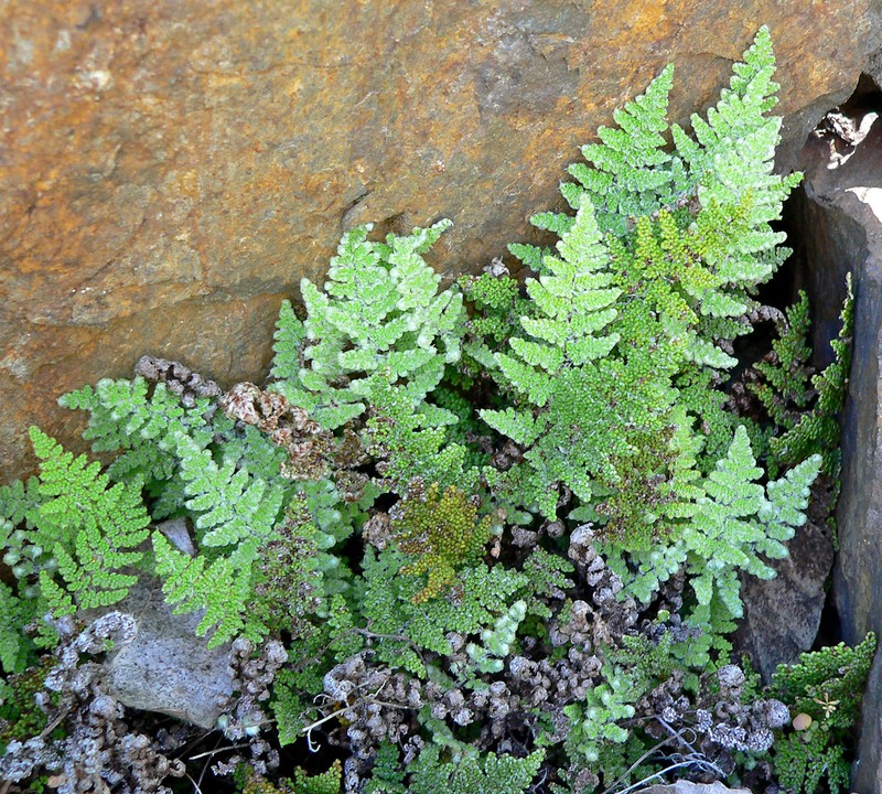 Coville's Lipfern photo 2