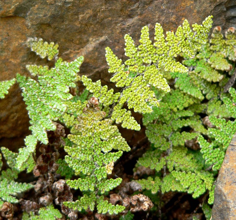 Coville's Lipfern