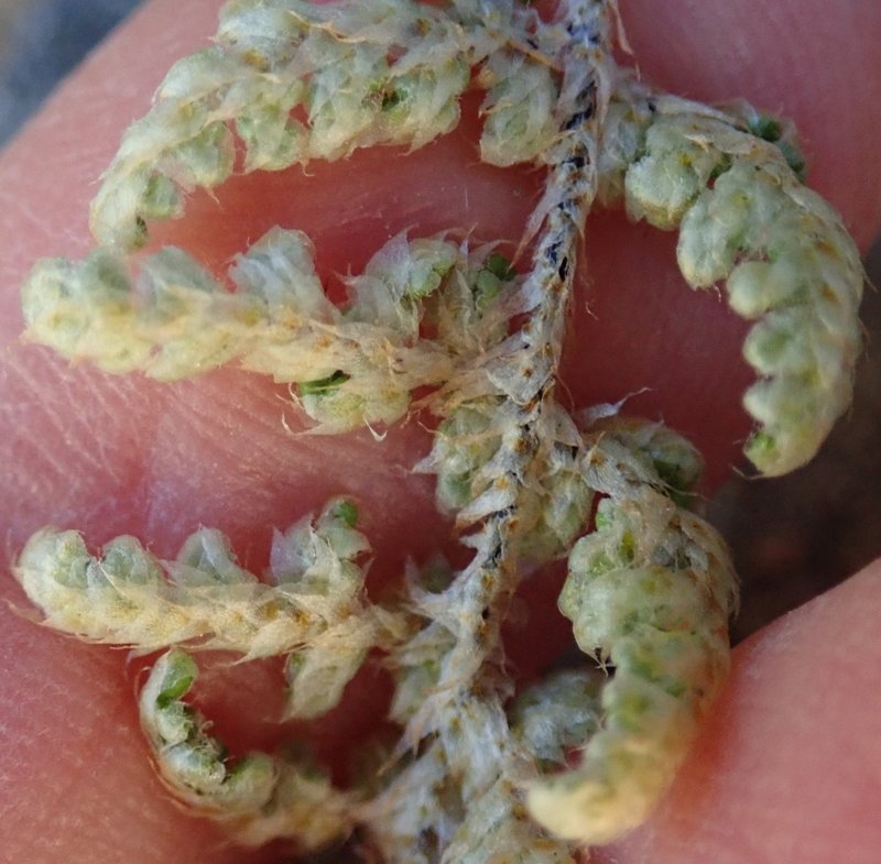 Coville's Lipfern photo 3
