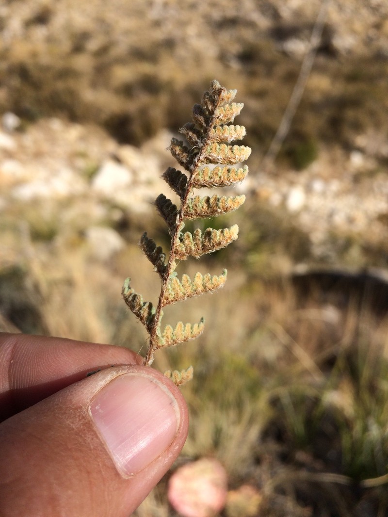 Eaton's Lipfern photo 2