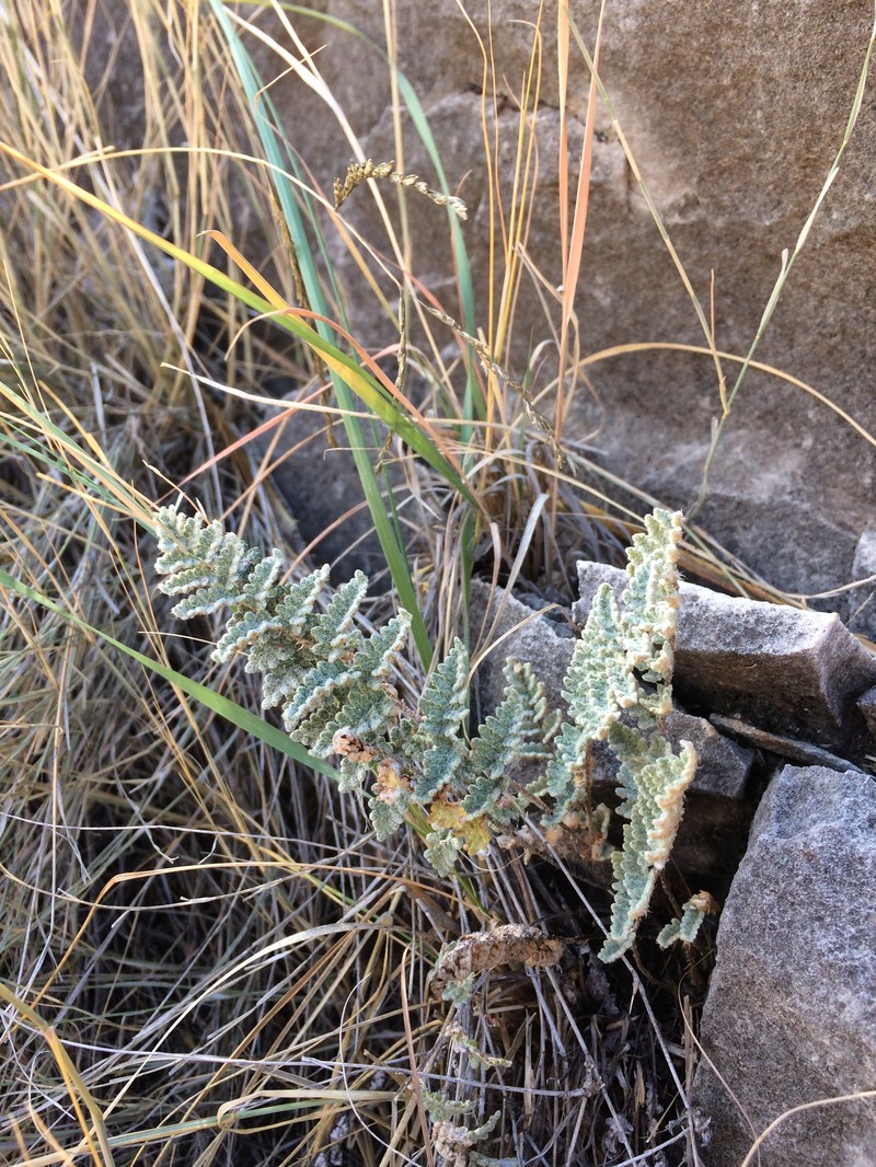 Eaton's Lipfern photo 3