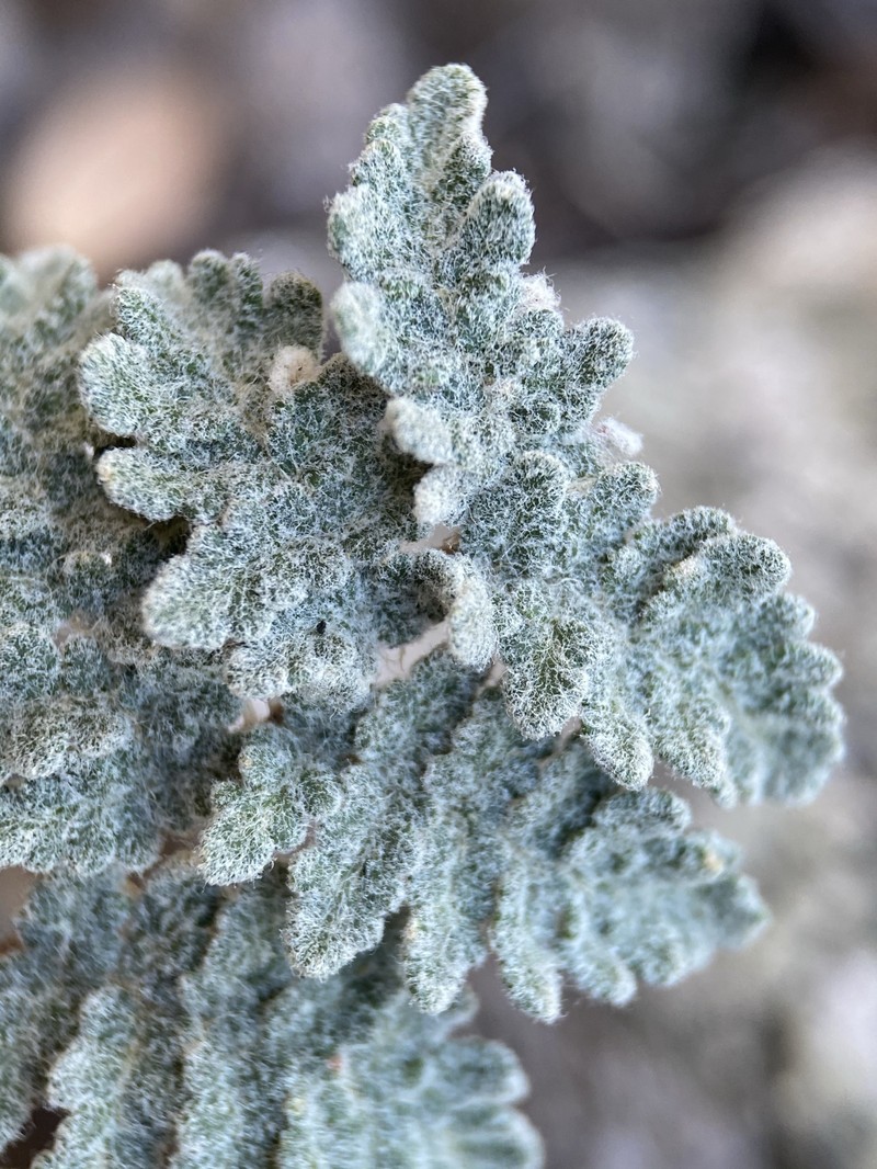 Eaton's Lipfern photo 4