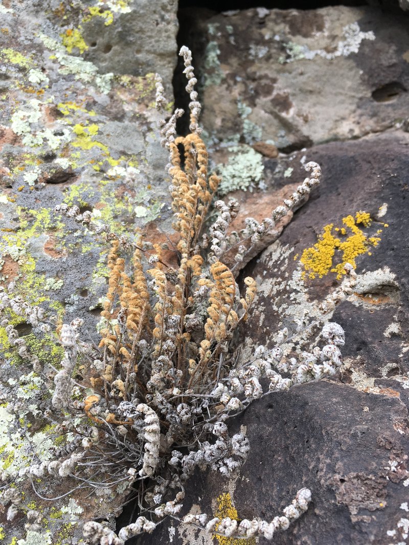 Eaton's Lipfern photo 5