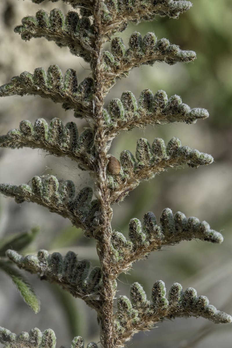 Eaton's Lipfern photo 6