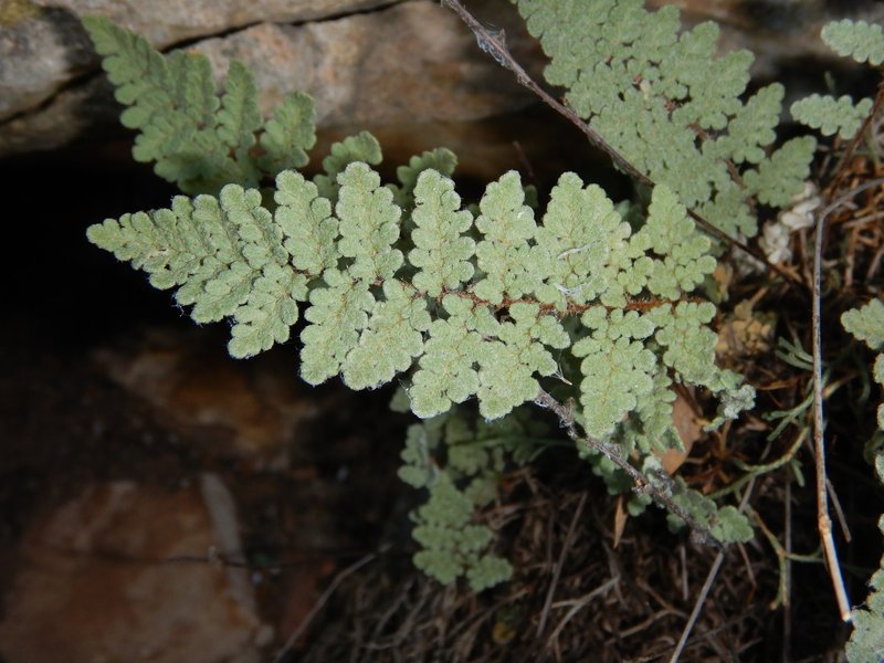 Eaton's Lipfern photo 7