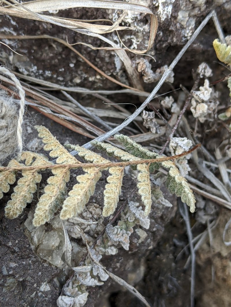 Eaton's Lipfern photo 8