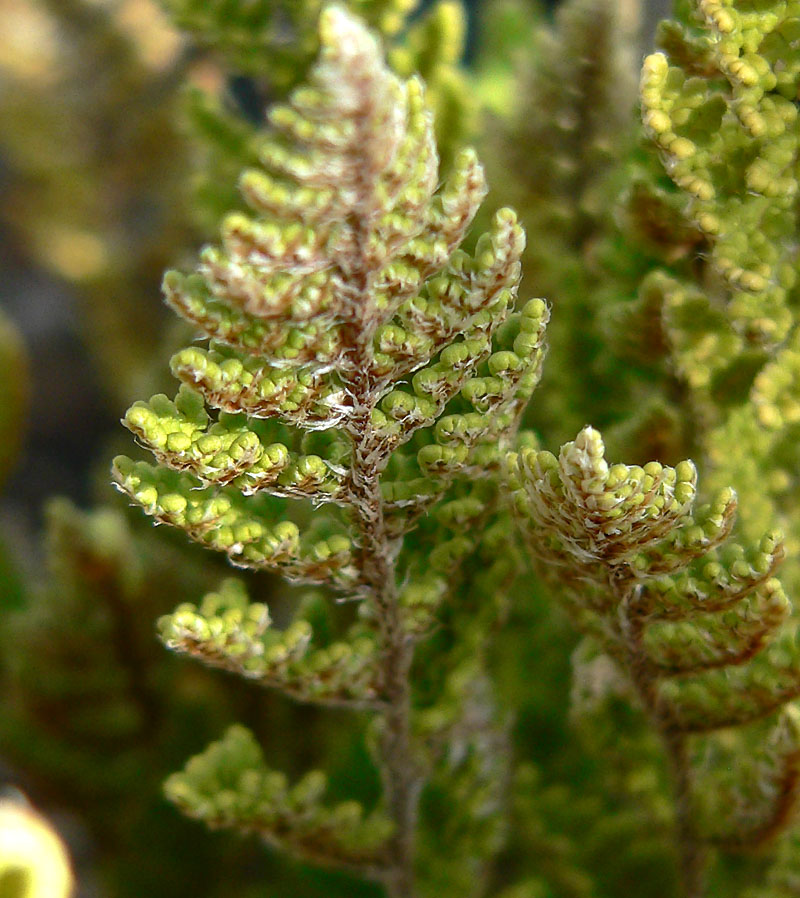 Fendler's Lipfern photo 2