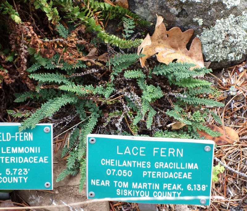 Lace Lipfern