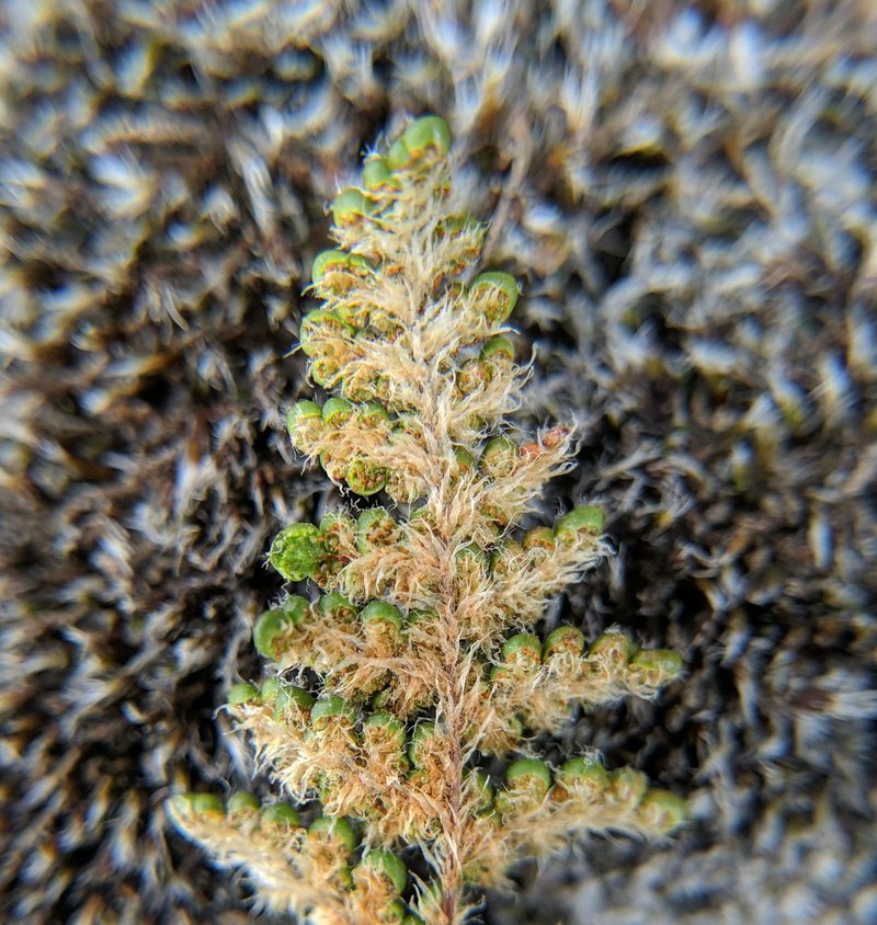 Coastal Lipfern photo 2