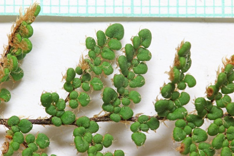 Coastal Lipfern photo 3