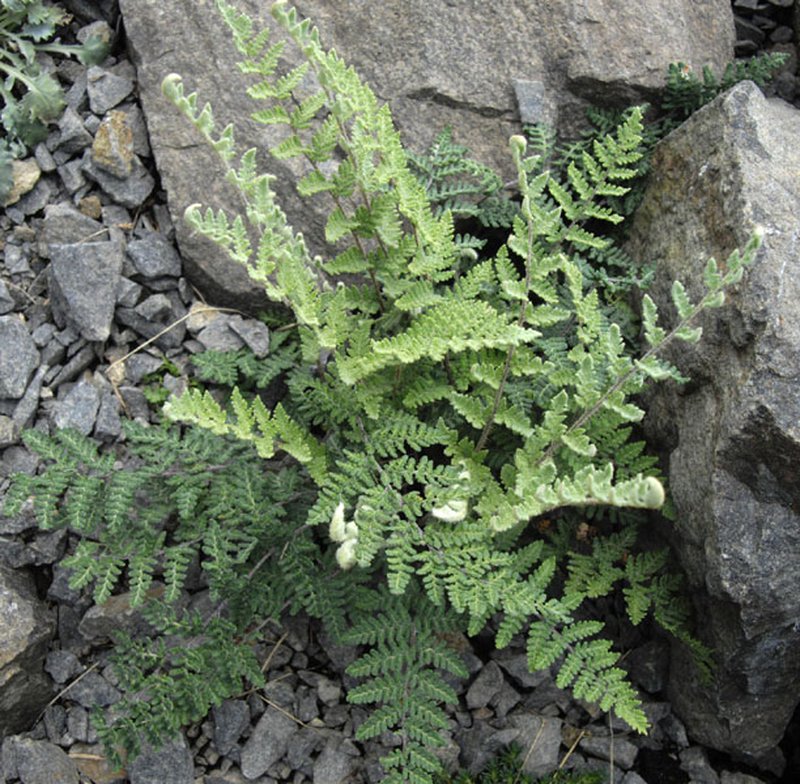 Hairy Lipfern