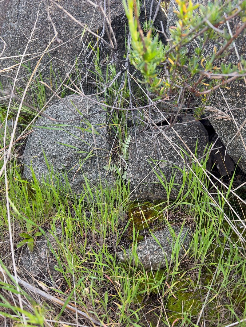 Newberry's Lipfern photo 2