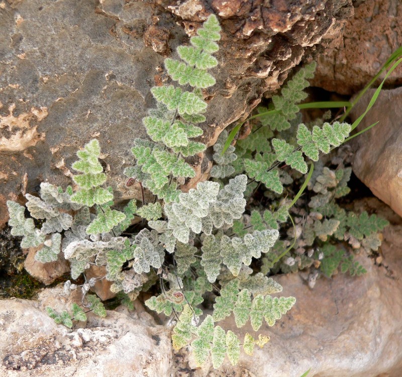 Parry's Lipfern photo 2