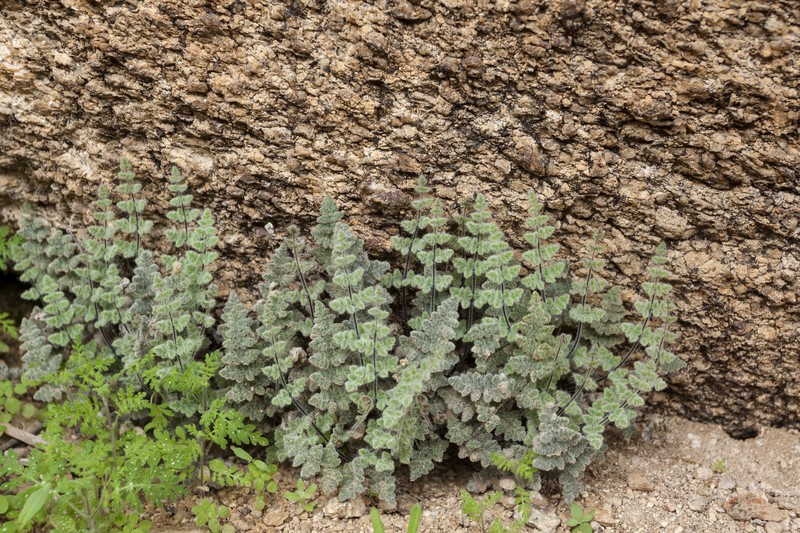 Parry's Lipfern photo 3