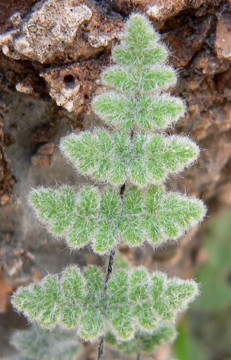 Parry's Lipfern photo 4