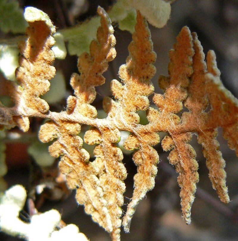 Parry's Lipfern photo 5
