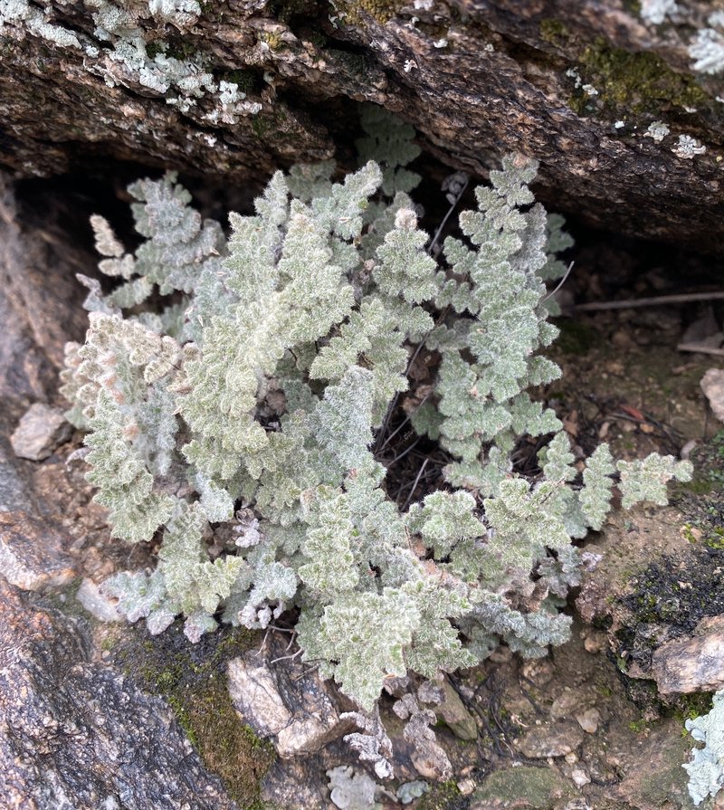 Parry's Lipfern photo 6