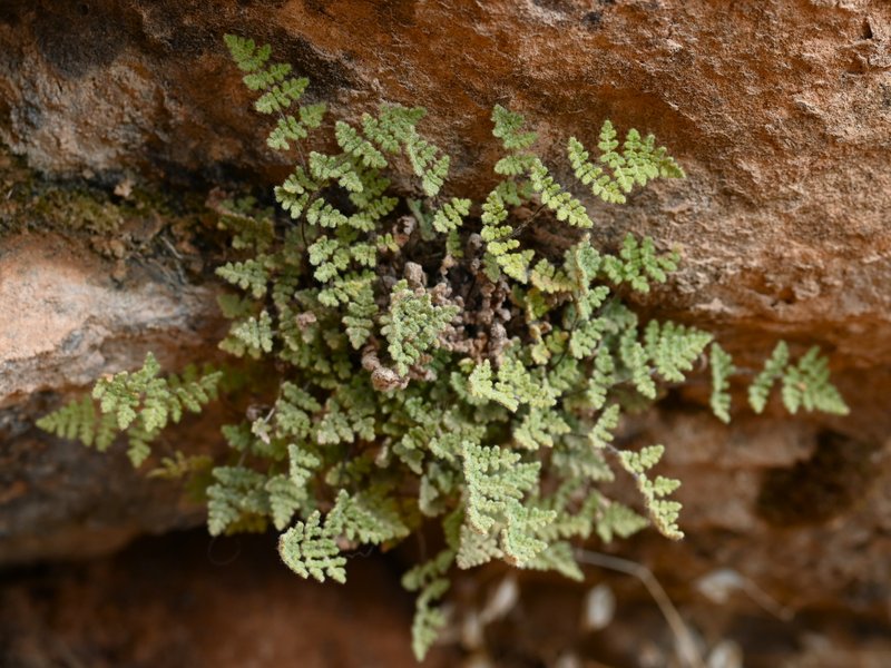 Parry's Lipfern photo 7