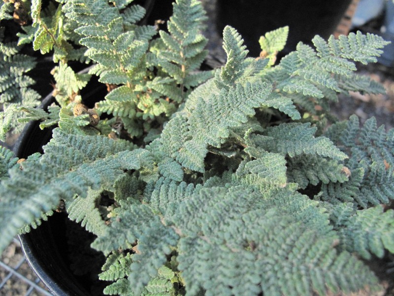 Woolly Lipfern