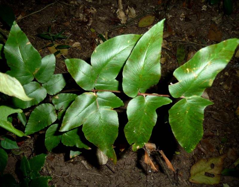 Green Cliffbrake photo 2