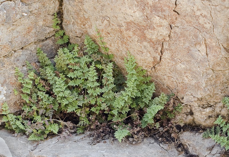 Viscid Lipfern