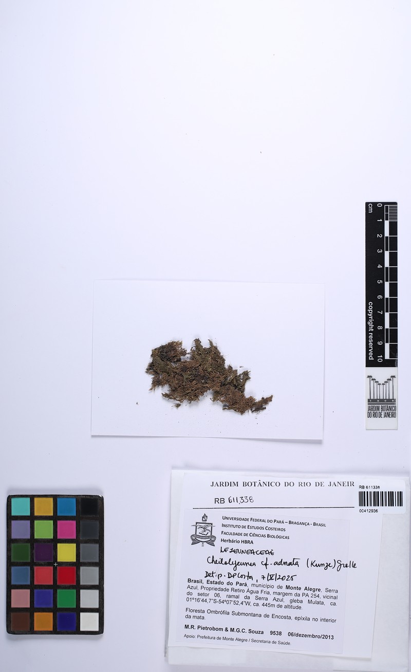 Cheilolejeunea adnata photo 2