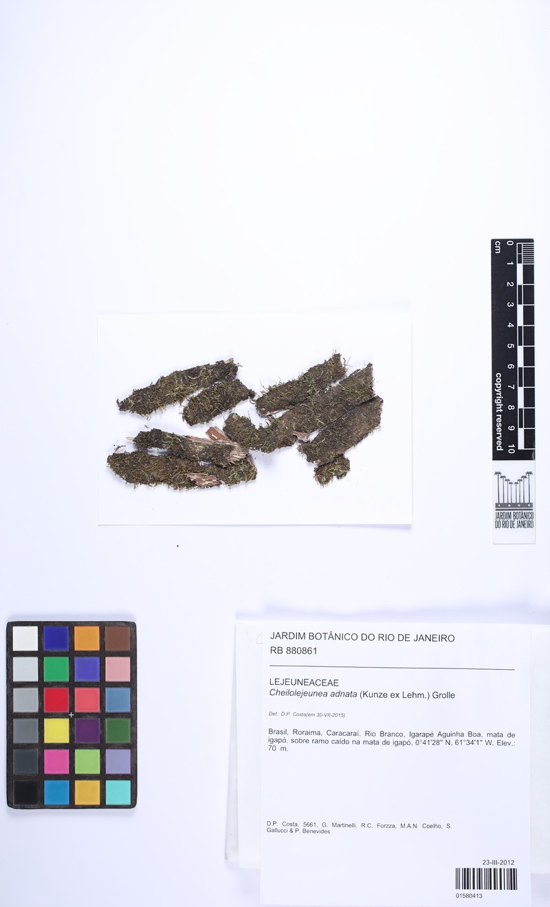 Cheilolejeunea adnata photo 3