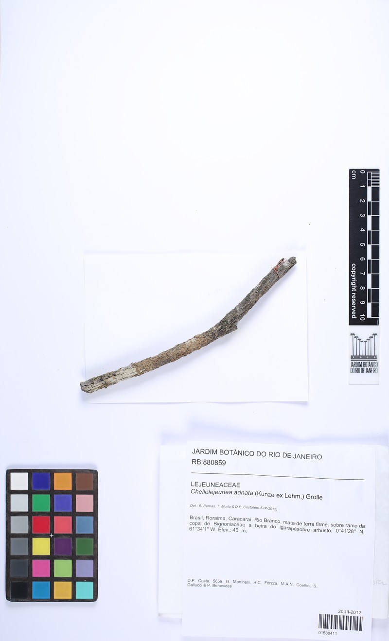 Cheilolejeunea adnata photo 4