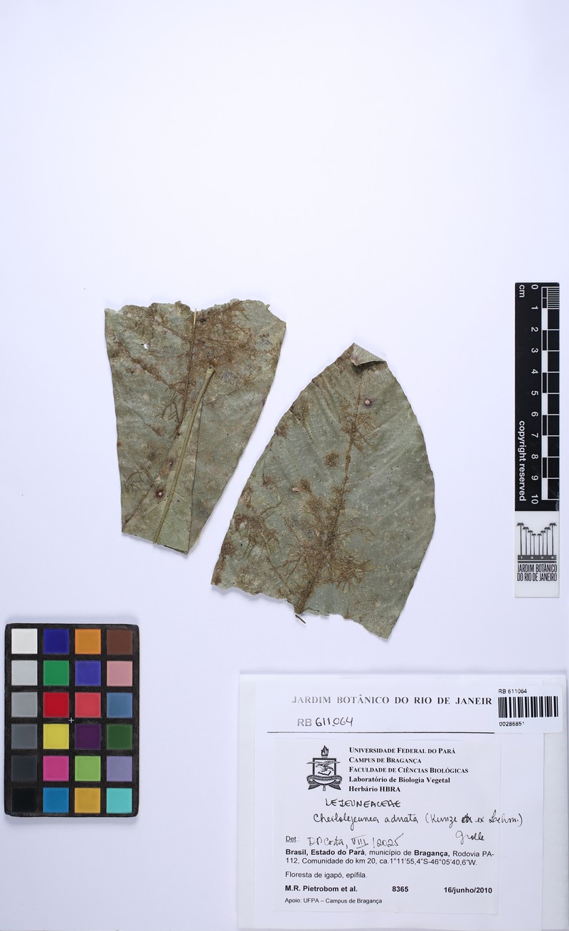 Cheilolejeunea adnata photo 5