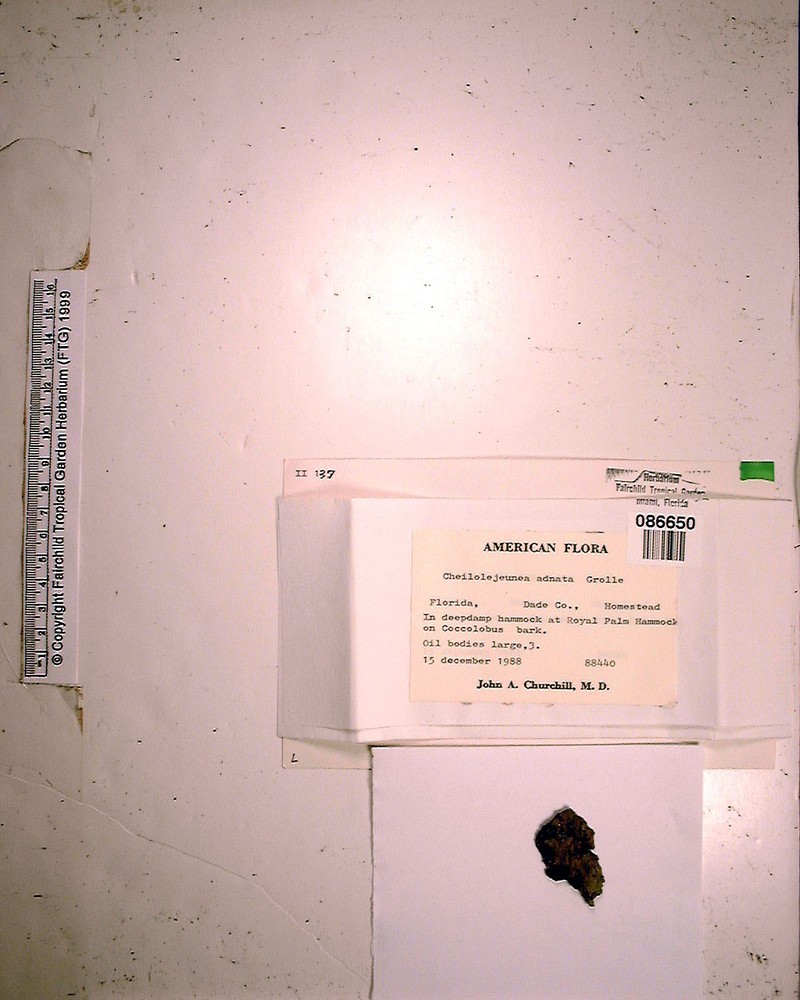 Cheilolejeunea adnata photo 6