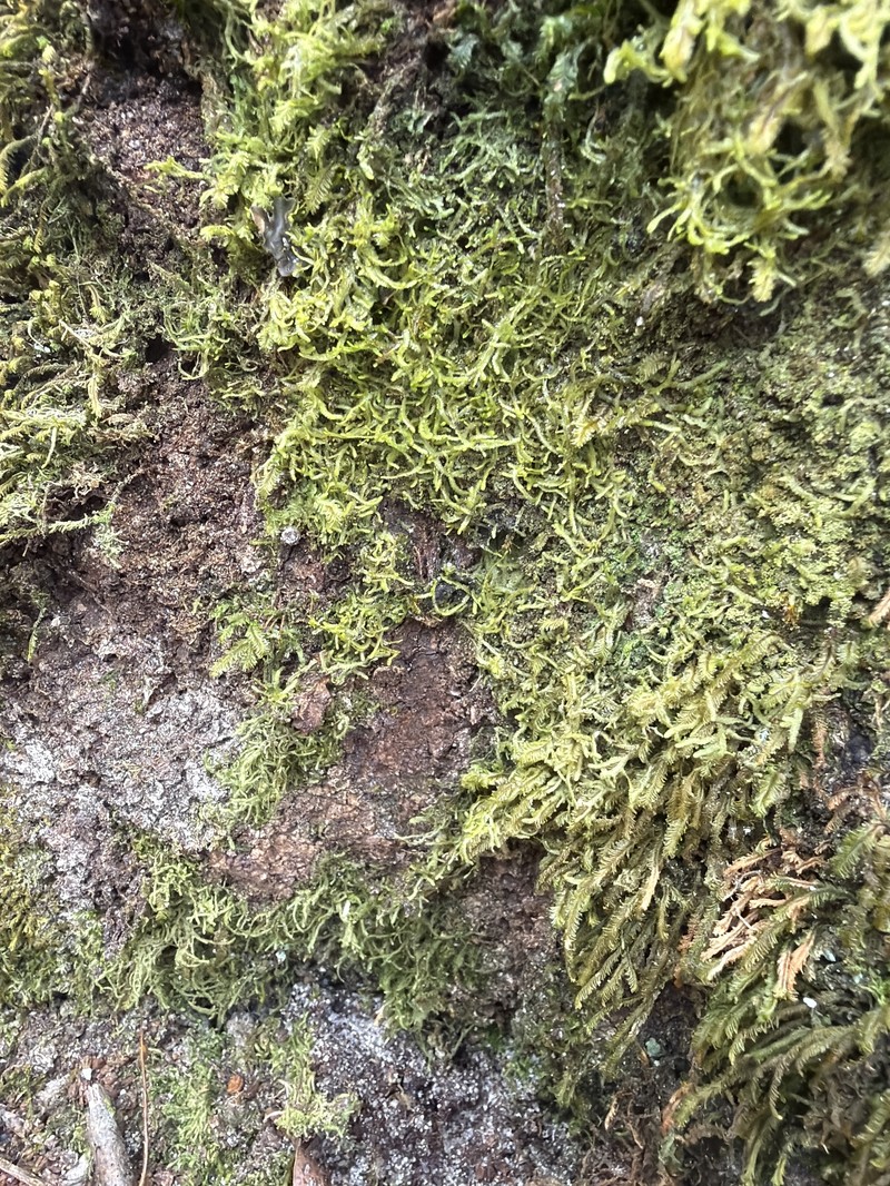 Cheilolejeunea clausa photo 3