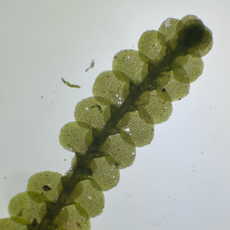 Cheilolejeunea clausa photo 4