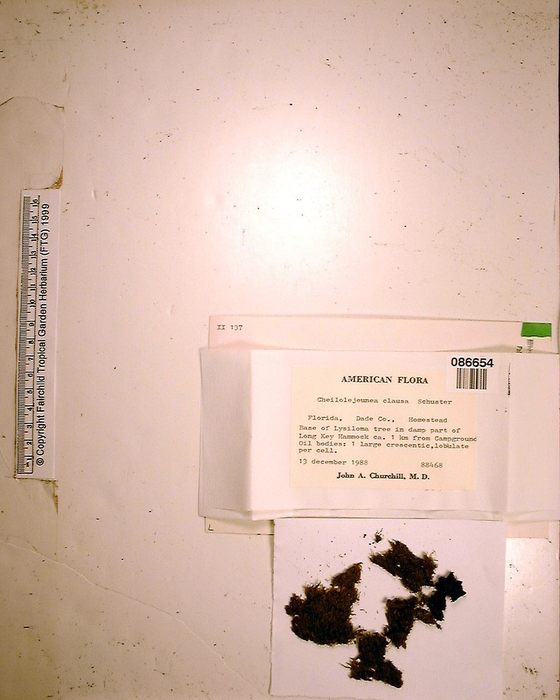 Cheilolejeunea clausa photo 5