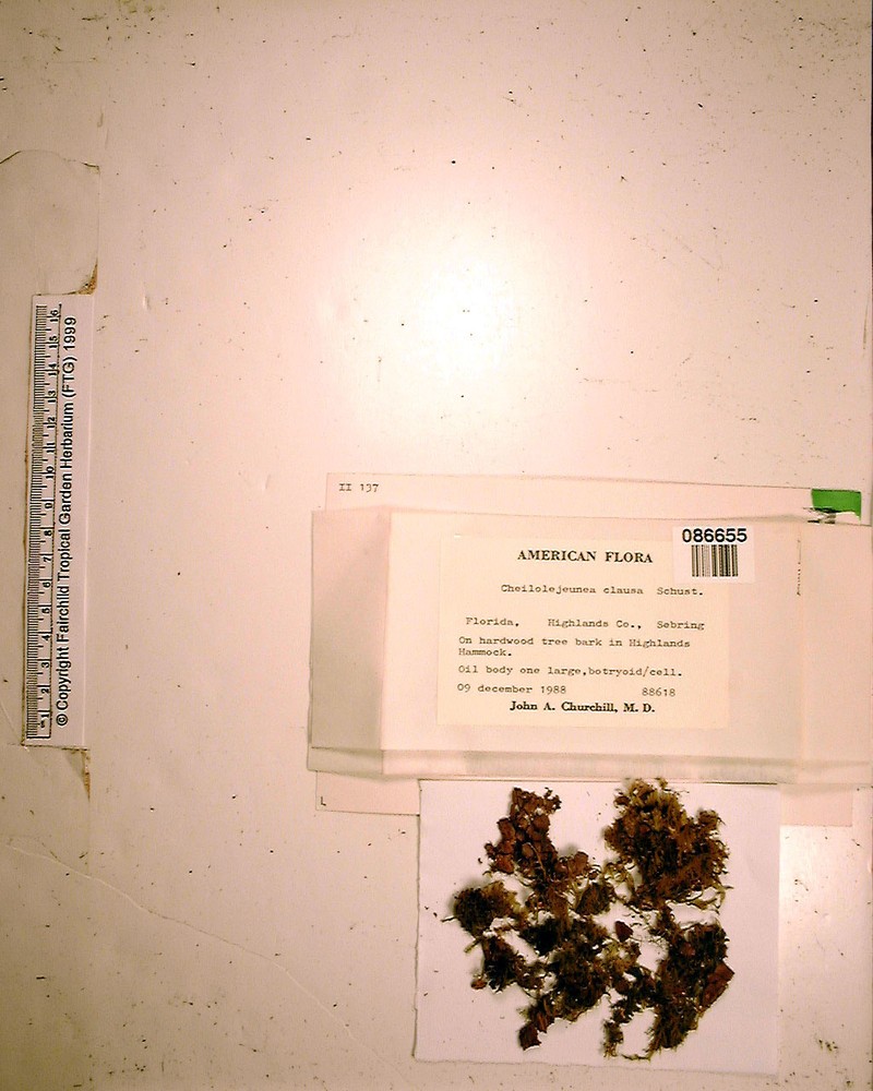 Cheilolejeunea clausa photo 6