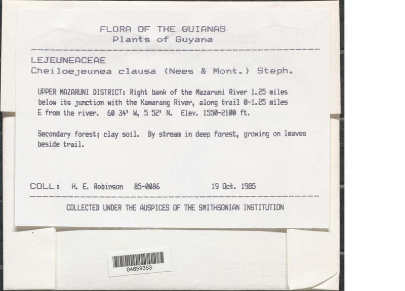 Cheilolejeunea clausa photo 8