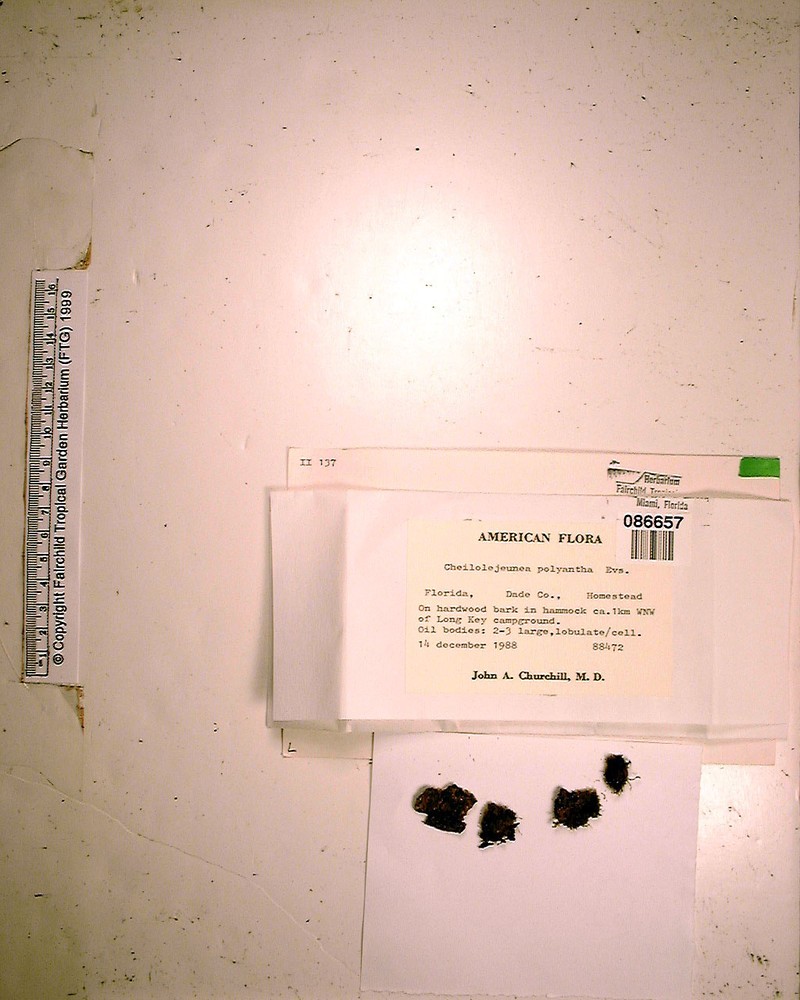 Cheilolejeunea polyantha