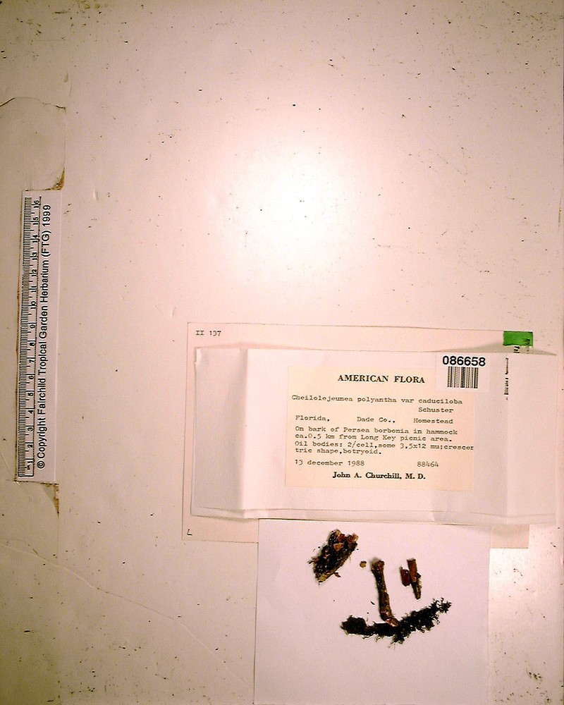 Cheilolejeunea polyantha photo 2