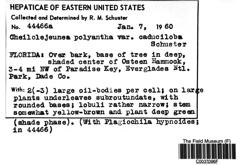 Cheilolejeunea polyantha photo 3