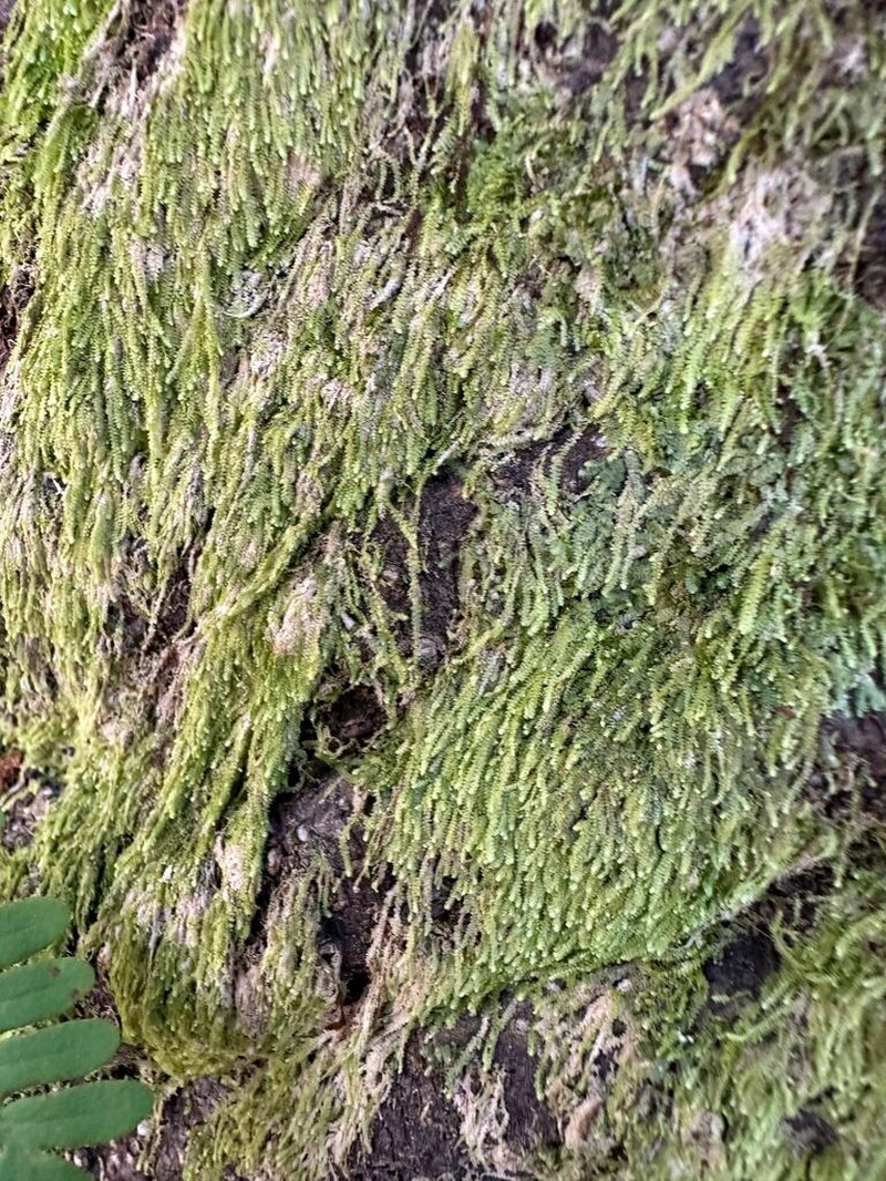 Cheilolejeunea rigidula