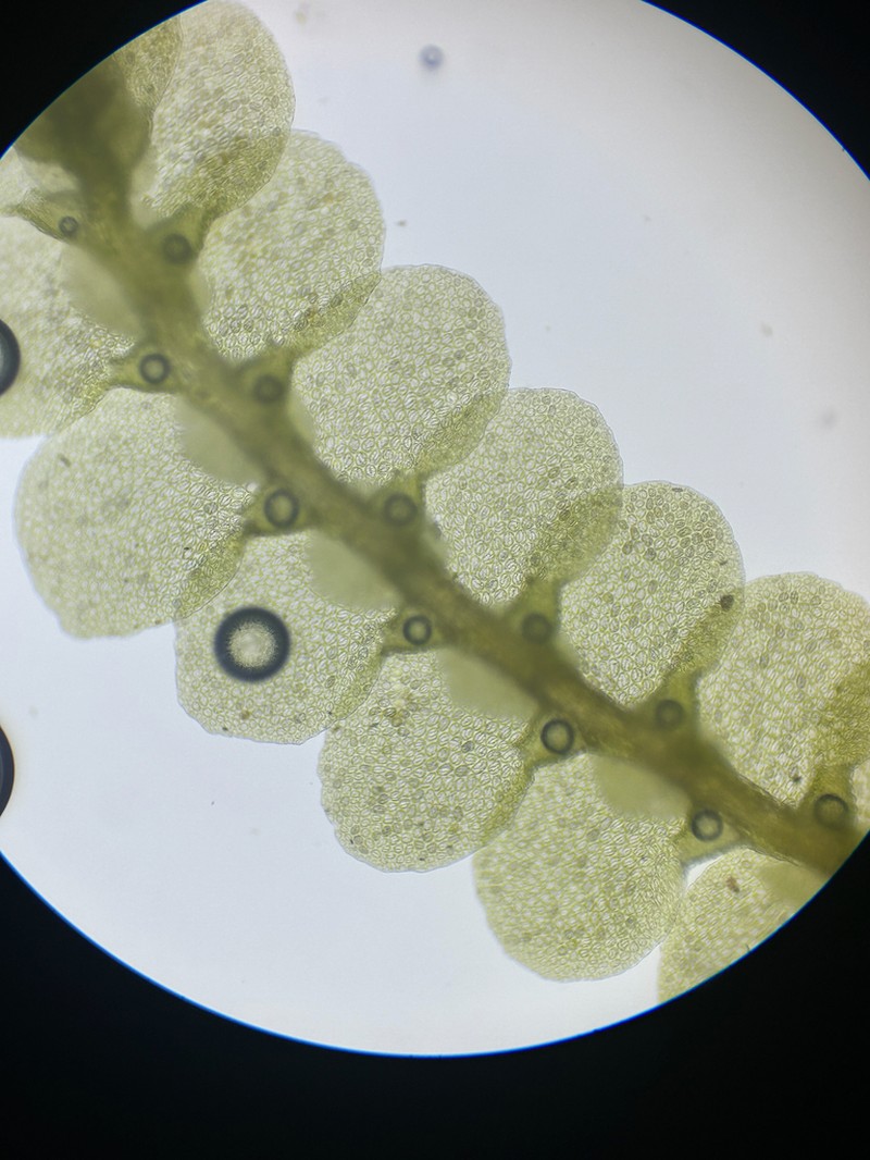 Cheilolejeunea rigidula photo 3