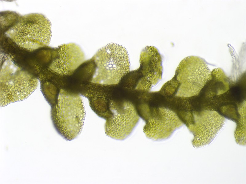 Cheilolejeunea rigidula photo 4